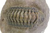 Detailed Crotalocephalina Trilobite - Atchana, Morocco #359589-3